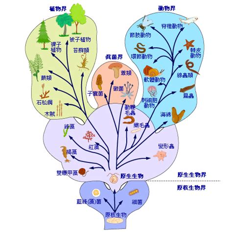 界門綱目科屬種查詢